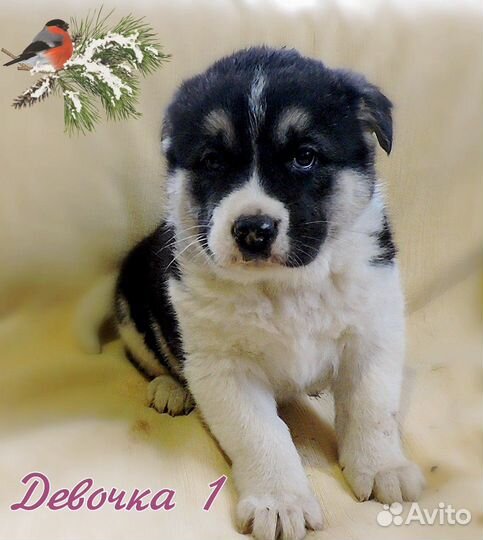 Щенки метис американской акиты