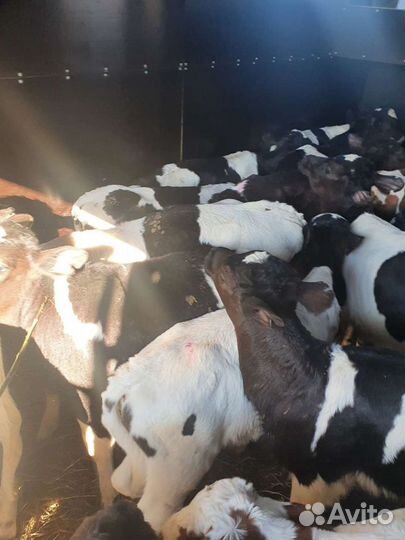 Телята бычки