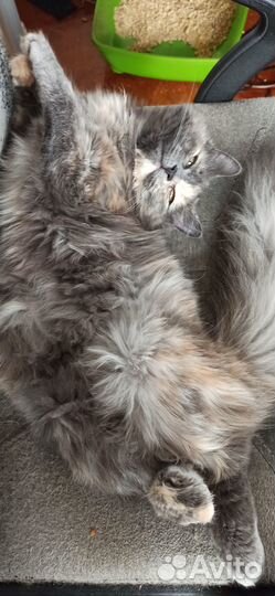 Стерилизованная кошка-подросток