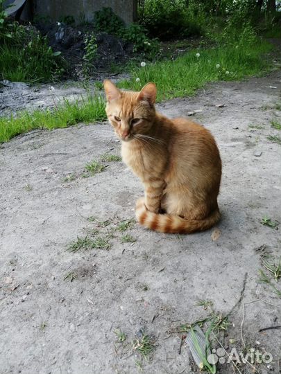 Котик бесплатно
