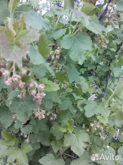 Саженцы черной смородины