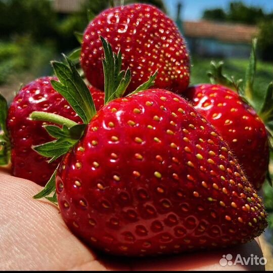Клубника vanlav