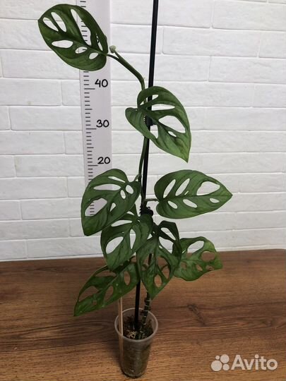 Монстера Манки маск и Адансони