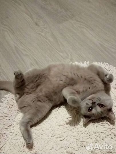 Британский кот 2017г.р не кастрирован