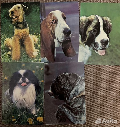 Карманные календарики животные