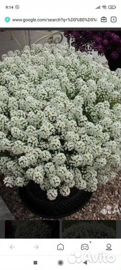 Алиссиум, петунии, тайдалы, гелихризумам