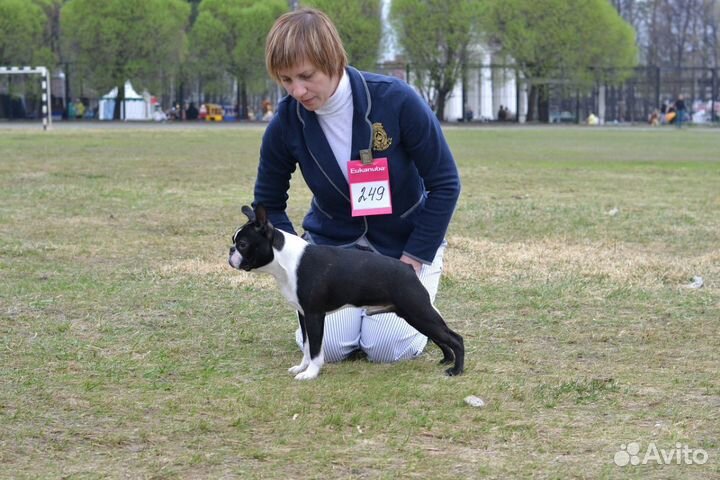 Бостон терьер. Вязка