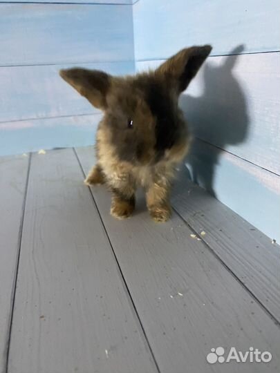 Карликовые крольчата