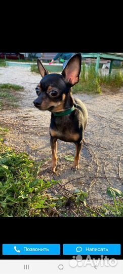 Мини той-терьер щенки продажа