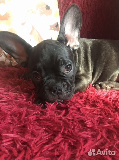 Щенки французов