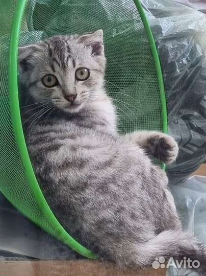 Котенок в добрые руки