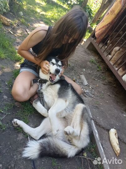 Хаски в добрые руки