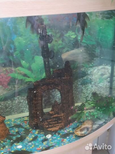 Аквариумные рыбки сомики