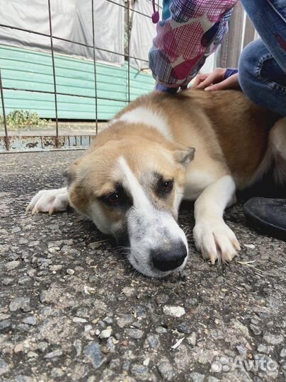 Спасите собачку из приюта