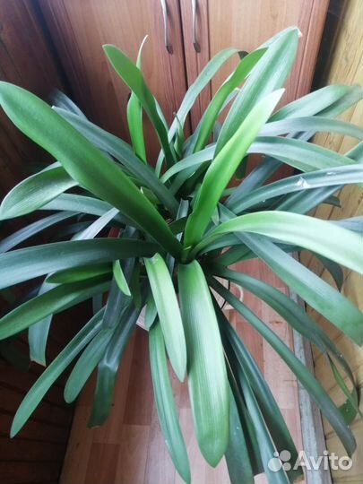 Взрослая Кливия