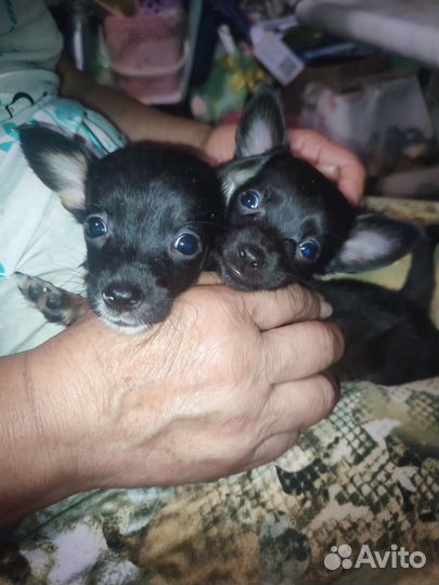 Той-терьер щенки