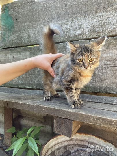 Кошечки