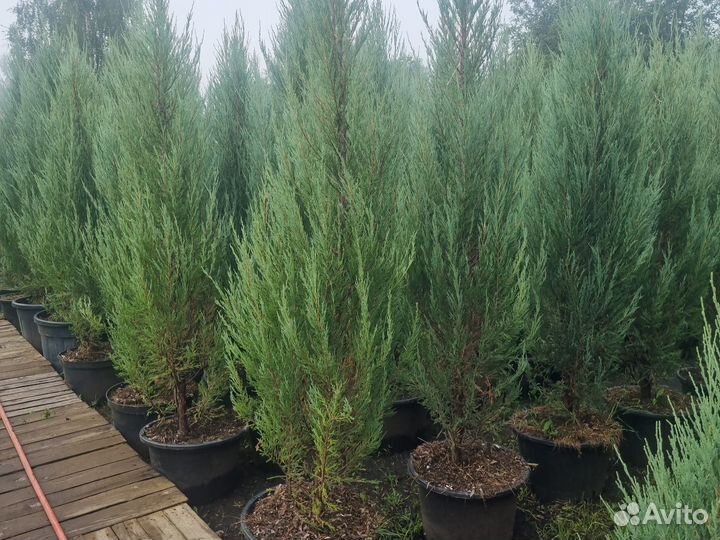 Можжевельник скальный Блю Аро