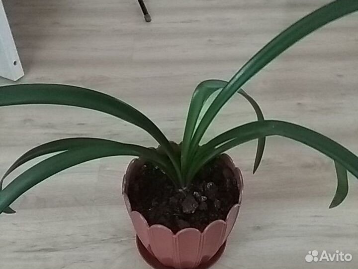 Амариллис ярко красный