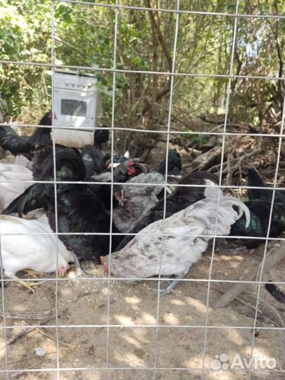 Куры Австролорп