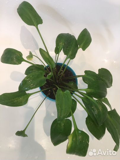 Дримиопсис