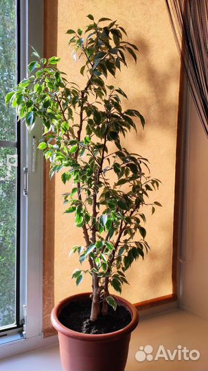 Комнатные растения