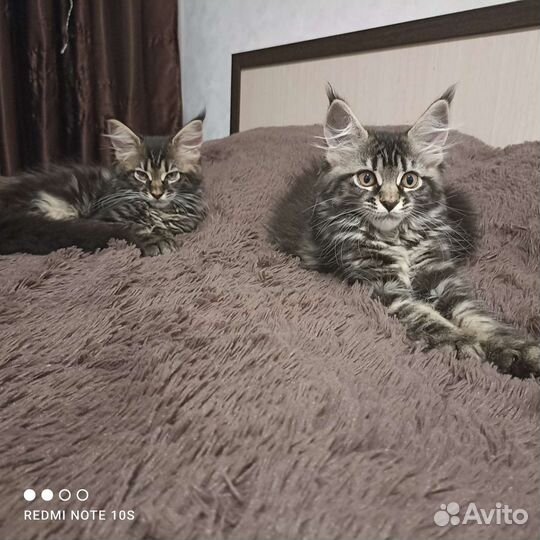 Котята мейн-кун