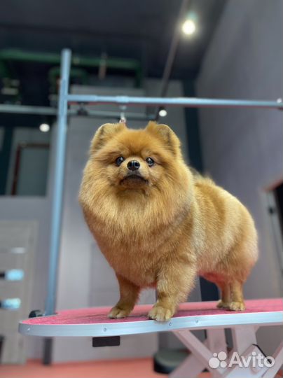 Бесплатный груминг