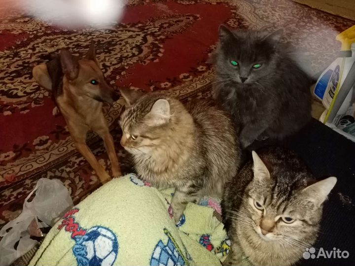 Кошка в дар