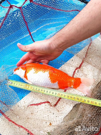 Карп кои, кометы