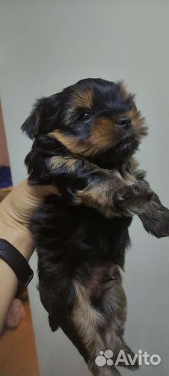 Йоркширский терьер