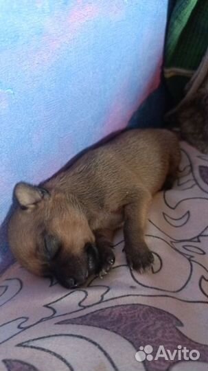 Бронь мини малышей открыта