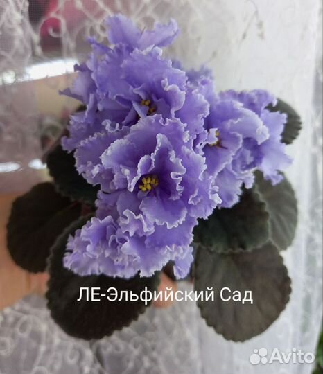 Фиалки сортовые (детки)
