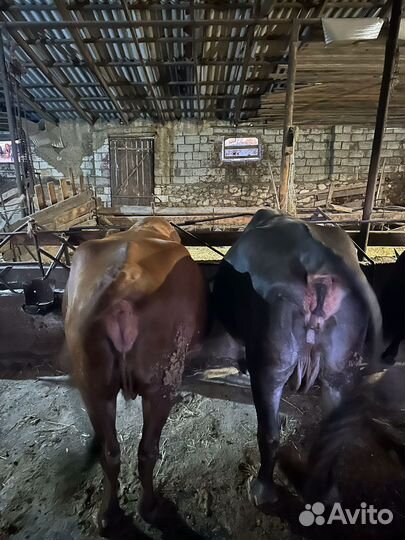 Коровы не стельные