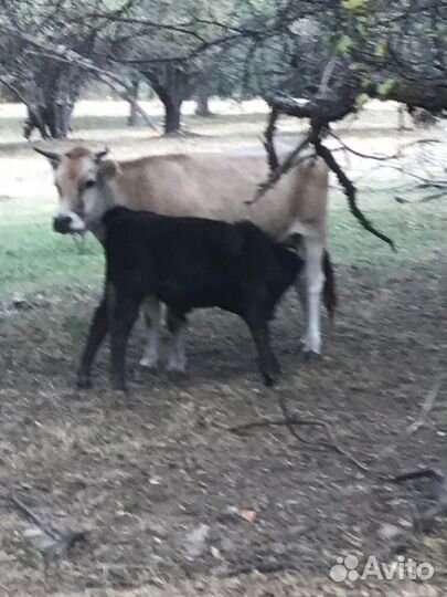 Коровы и бычки