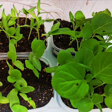 Рассада баклажан