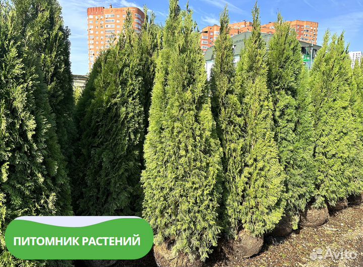 Туя Смарагд