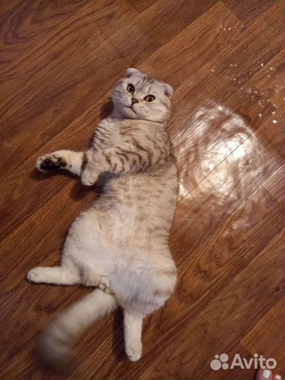 Шотландский кот