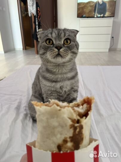 Шотладский вислоухий кот