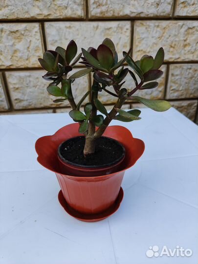 Комнатные цветы