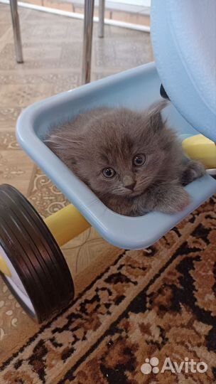 Девочка в добрые руки