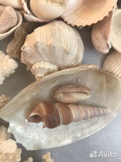 Ракушки морские и веточки коралла