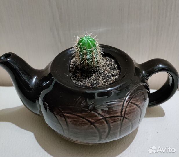 Кактус в керамике