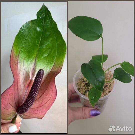 Антуриум (гибриды)