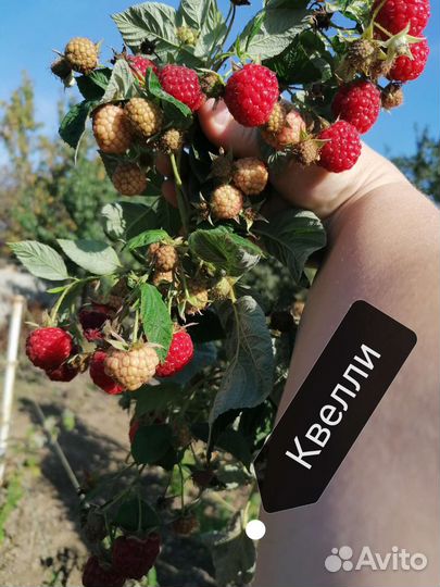 Малина, ожина