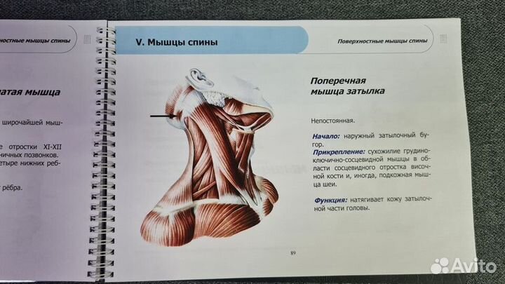 «Атлас мышц человека» (2015) Васильев