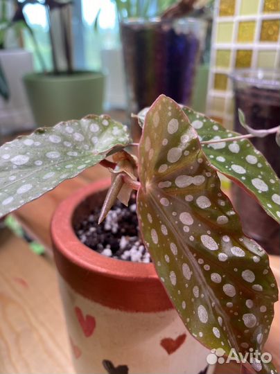 Бегония макулата