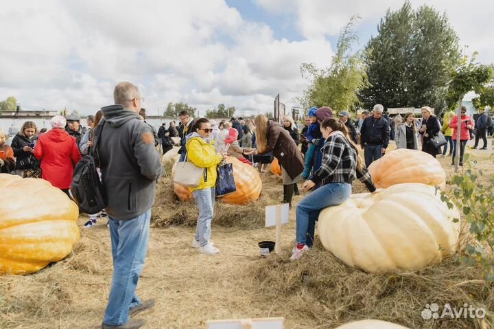 Семена гигантских тыкв сорта Giant Atlantic