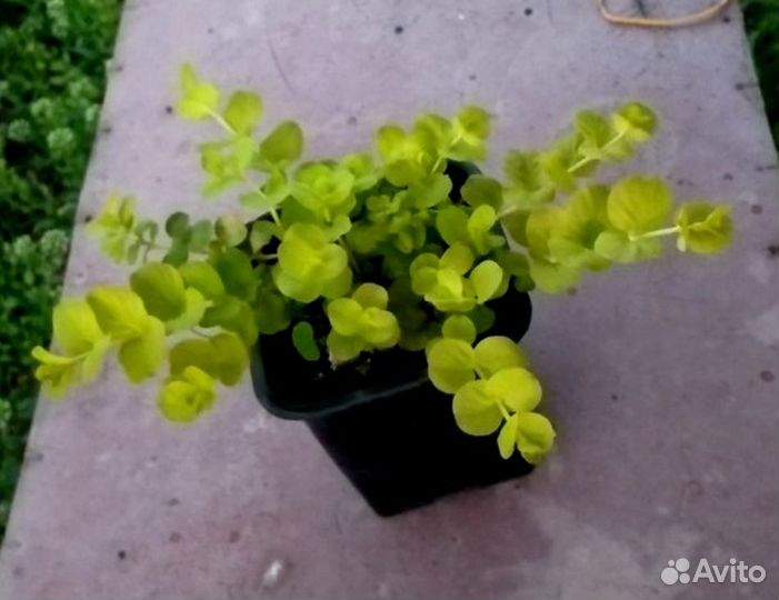 Вербейник, саженцы