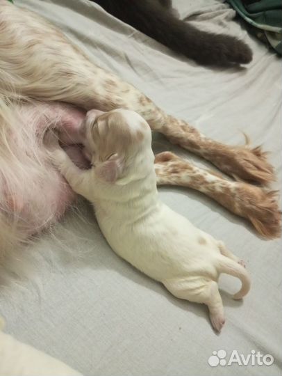 Щенки английского коккер спаниеля